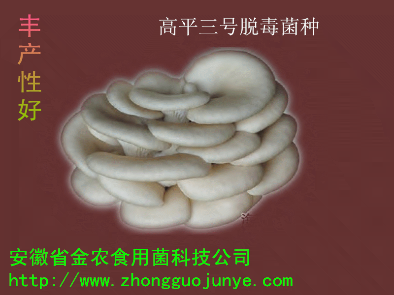 最新脱毒菌种(图15)