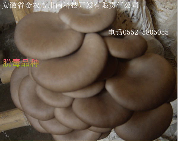 最新脱毒菌种(图16)