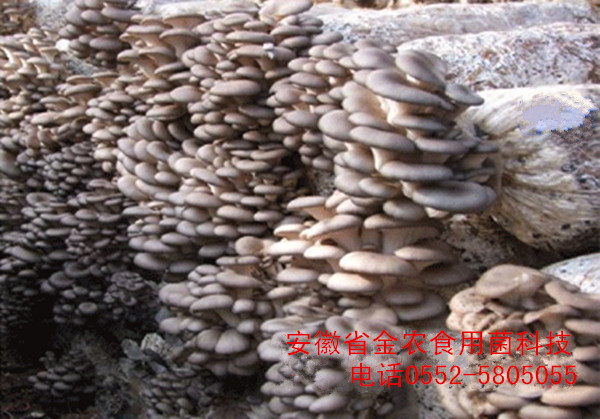 最新脱毒菌种(图17)