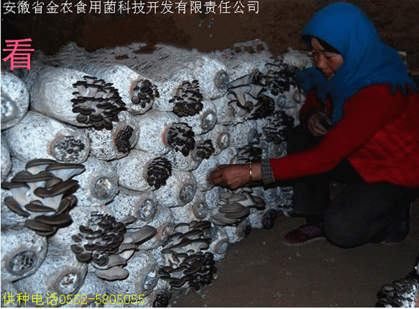 最新脱毒菌种(图3)