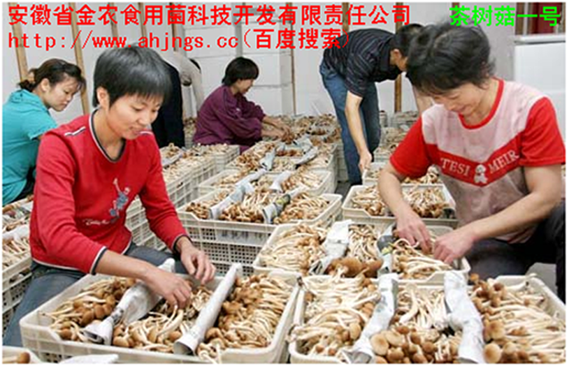 珍稀食用菌-----茶树菇(图3)