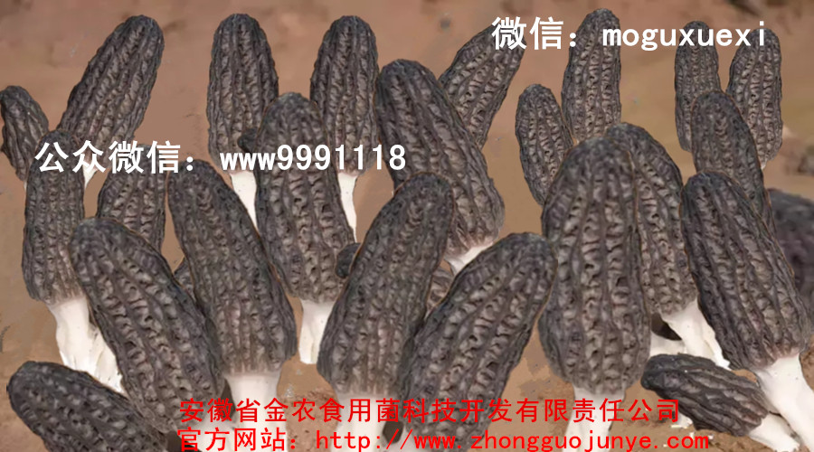 极具开发的珍稀名贵食用菌——羊肚菌(图1)