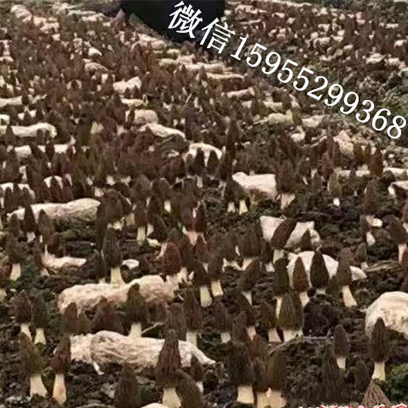 极具开发的珍稀名贵食用菌——羊肚菌(图2)