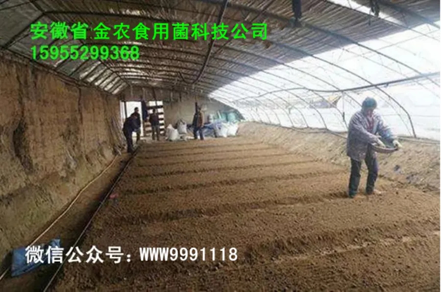 羊肚菌栽培技术学习班招生简章(图15)