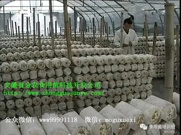 食用菌栽培技术学习班招生简介(图34)