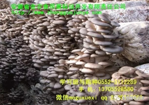 食用菌栽培技术学习班招生简介(图41)