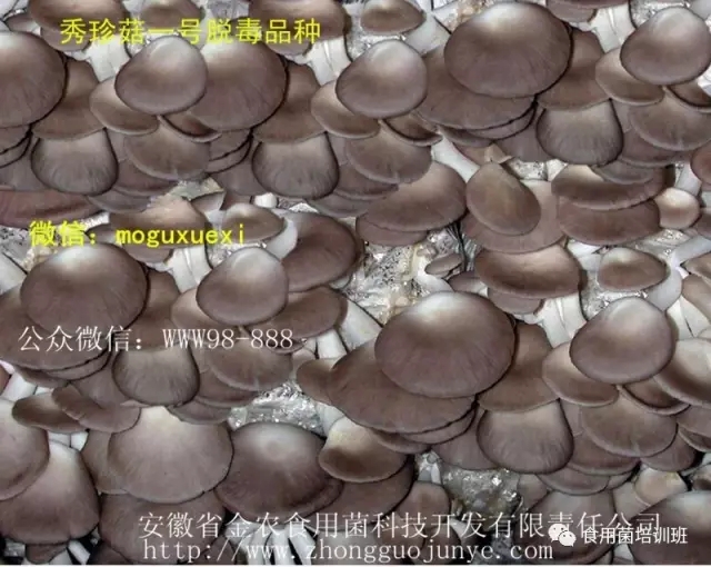 食用菌栽培技术学习班招生简介(图46)