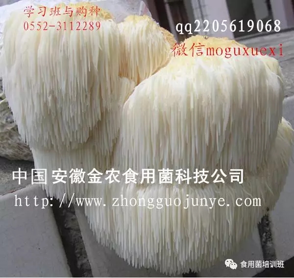 食用菌栽培技术学习班招生简介(图47)