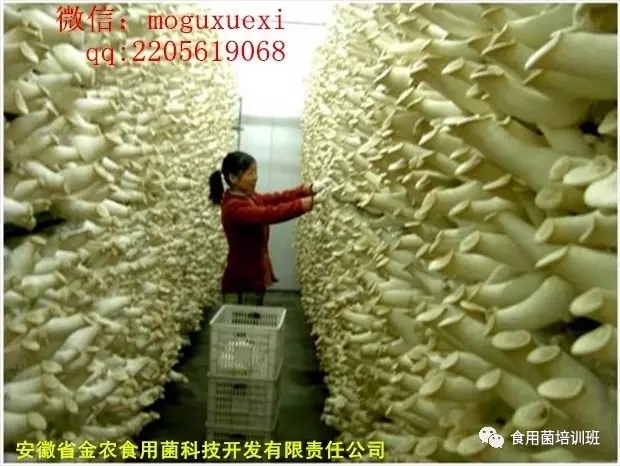 食用菌栽培技术学习班招生简介(图50)
