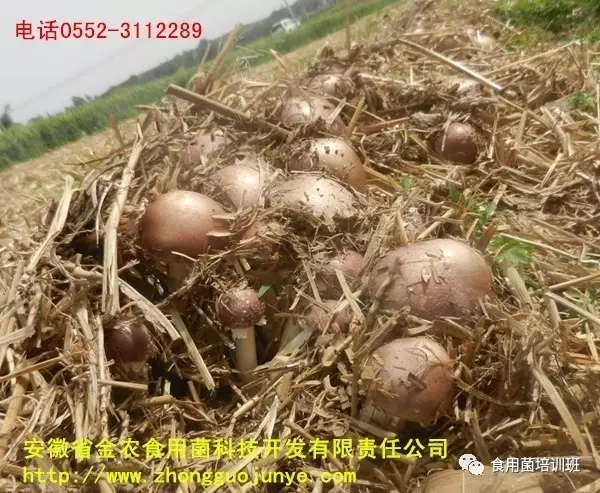 食用菌栽培技术学习班招生简介(图53)