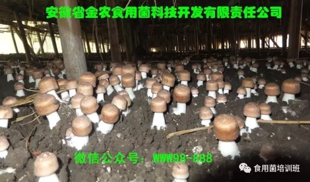 食用菌栽培技术学习班招生简介(图54)