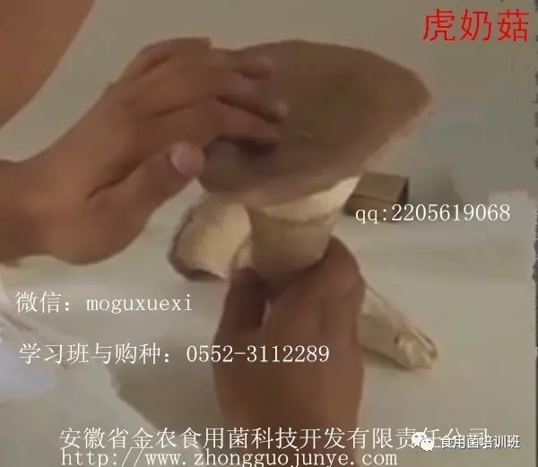 食用菌栽培技术学习班招生简介(图57)