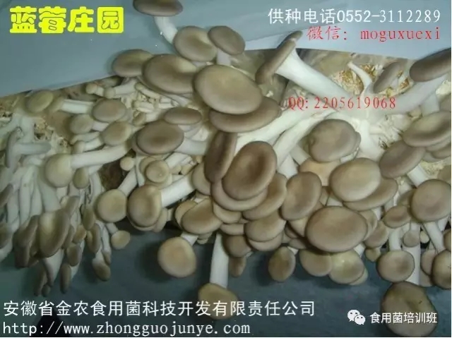 食用菌栽培技术学习班招生简介(图61)