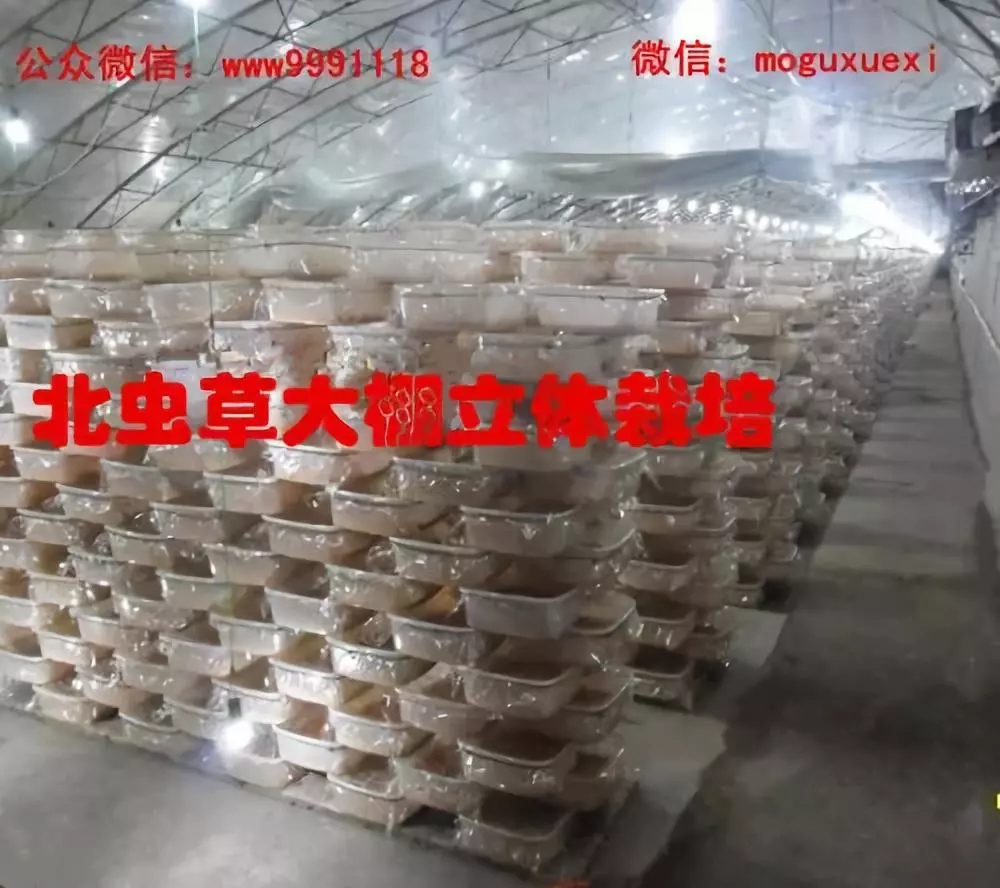 食用菌栽培技术学习班招生简介(图65)