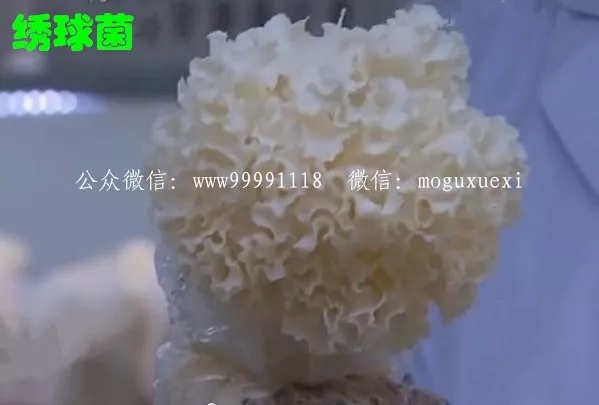 食用菌栽培技术学习班招生简介(图66)