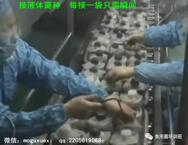 食用菌液体菌种简易制作培训班(图13)