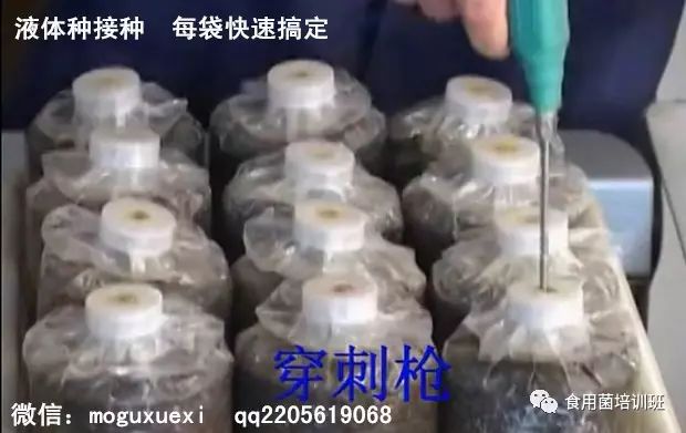 食用菌液体菌种简易制作培训班(图15)