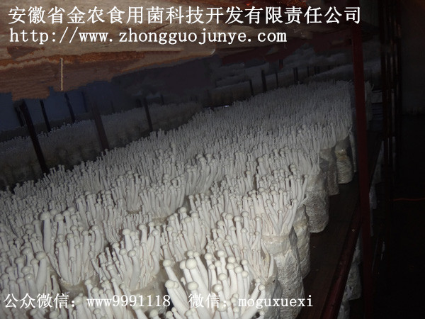 珍稀食用菌——海鲜菇栽培技术（一）(图3)