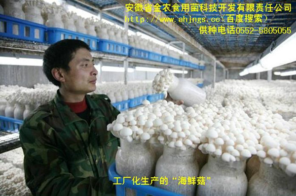 珍稀食用菌——海鲜菇栽培技术（一）(图4)