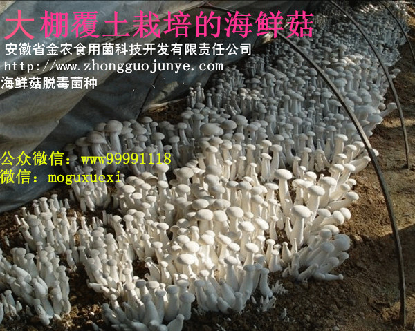 珍稀食用菌——海鲜菇栽培技术（一）(图5)