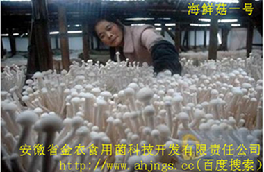 珍稀食用菌——海鲜菇栽培技术（一）(图9)