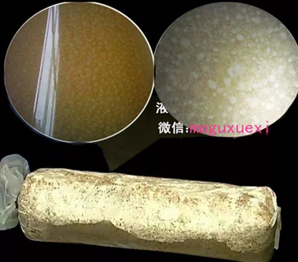 食用菌液体菌种简易制作实用新技术(图3)