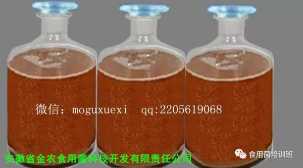 食用菌液体菌种简易制作实用新技术(图8)