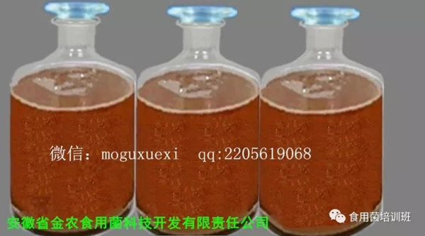 食用菌液体菌种简易制作实用新技术(图8)