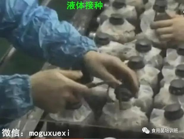 食用菌液体菌种简易制作实用新技术(图15)