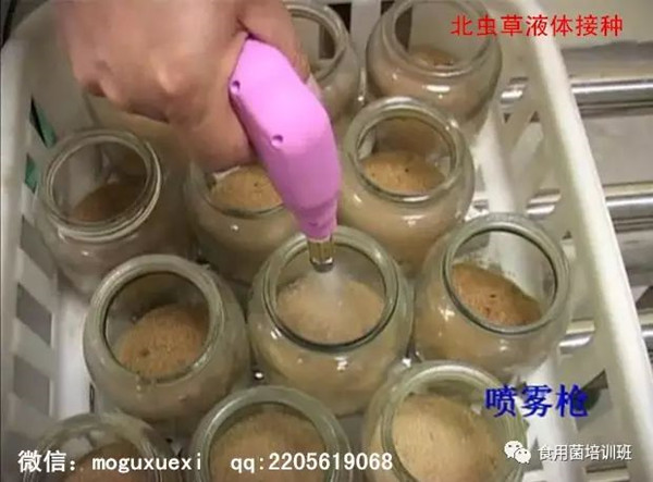 食用菌液体菌种简易制作实用新技术(图19)