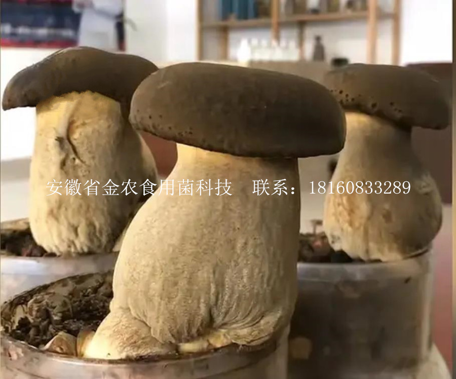 黑牛肝菌(图2)