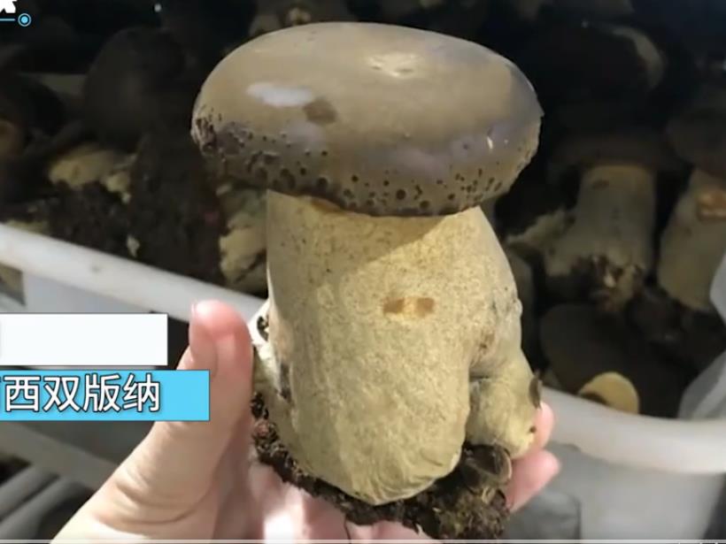 黑牛肝菌(图5)