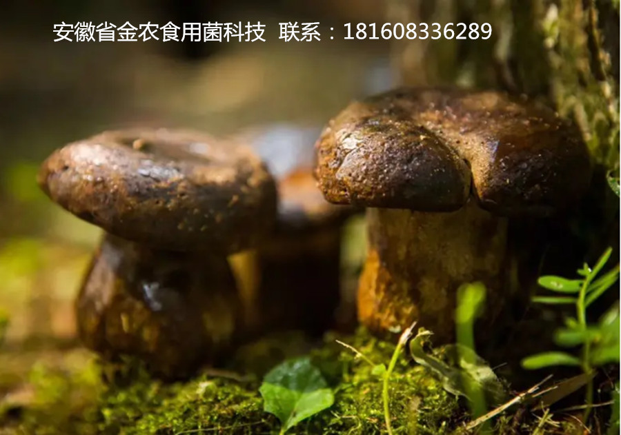 黑牛肝菌(图6)