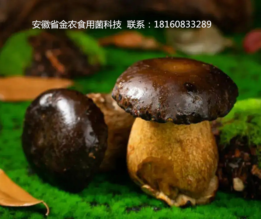 黑牛肝菌(图7)