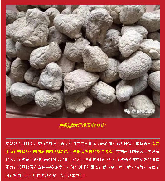 珍稀药用菌——虎奶菇(图6)