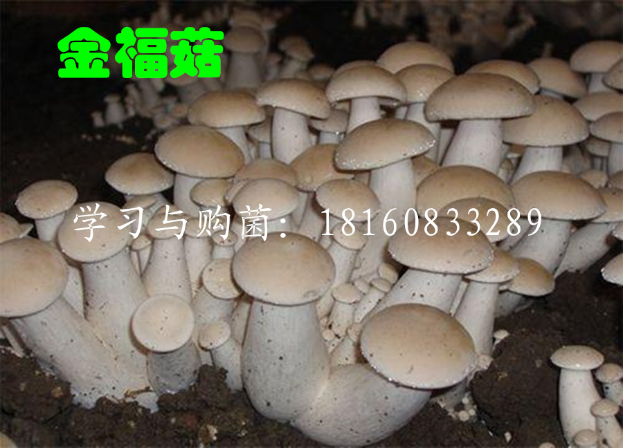 一个耐高温的珍稀食用菌——金福菇(图3)