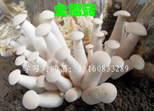 2-230F2161J5107.jpg